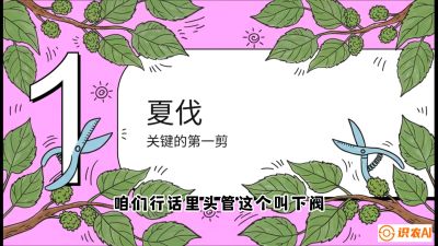 第11节：叶果双收&mdash;&mdash;特殊的夏伐与冬伐，课程：《桑海淘金：桑树高产与蚕桑安全进阶实战课》
