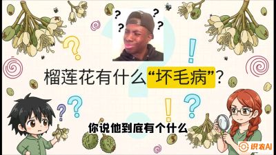 第六节：榴莲的午夜战事，夜间授粉战与花果期避雨策略，课程：《国产榴莲突围战：从泰国经验到中国实操的8堂必修课（高阶实战版）》