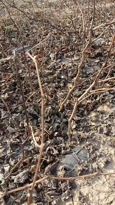 出售巨峰葡萄苗。药用连翘苗，科研五号优质种苗，2/5年苗，药用连翘树，挂果树，全国包邮到家！财富密码18534302961