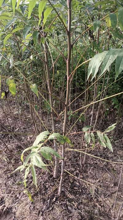 臭椿树苗，一年苗，需要联系我