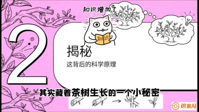 第04节（修剪篇）：树势复活术：从&ldquo;越剪越弱&rdquo;到&ldquo;枝繁叶茂&rdquo;的能量管理与夏秋茶逆袭，课程：《茶金时代：从&ldquo;看天吃饭&rdquo;到&ldquo;精准控局&rdquo;的茶叶高产提质实战课》