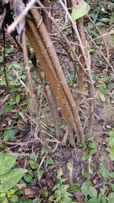 出售药用连翘苗，科研五号优质种苗，2/5年苗，药用连翘树，挂果树，全国包邮到家！财富密码18534302961出售药用连翘苗，科研五号优质种苗，2/5年苗，药用连翘树，挂果树，全国包邮到家！财富密码1