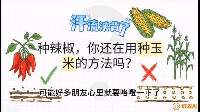 第1节：【品种定江山】工业辣椒vs小米辣：底肥公式与密度陷阱的&ldquo;百万生意经&rdquo;，课程：《辣椒种植实战特训营，从工业辣椒到精品小米辣，教你如何把&ldquo;草&rdquo;种成&ldquo;金&rdquo;》