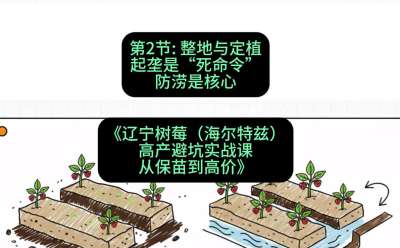 第二节： 整地与定植&mdash;&mdash;起垄是&ldquo;死命令&rdquo;，防涝是核心，课程：《辽宁树莓（海尔特兹）高产避坑实战课：从保苗到高价》