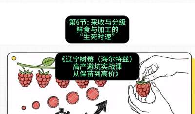 第六节： 采收与分级&mdash;&mdash;鲜食与加工的&ldquo;生死时速&rdquo;，课程：《辽宁树莓（海尔特兹）高产避坑实战课：从保苗到高价》