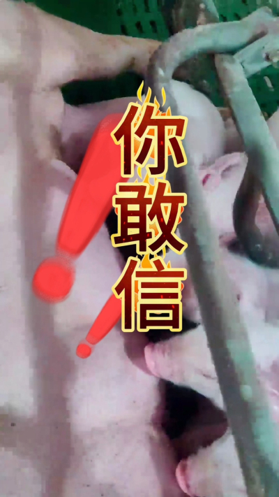 小猪抢不到奶，干瘦不长肉？成活率总上不去？😭
自从用上南商农科这款仔猪补奶机，再也没这烦恼！
✅ 一键设置下料参数，新手也能上手
✅ 恒温补奶，小猪抢着喝，长势超均匀
从车间精工组装到猪场落地使用，每