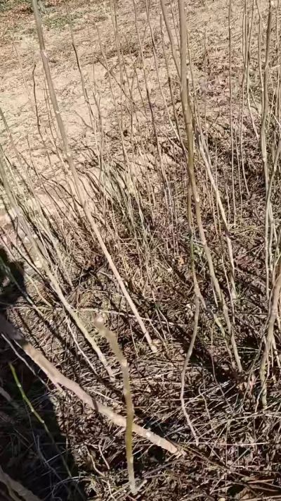 出售臭椿苗，巨峰葡萄苗。药用连翘苗，科研五号优质种苗，2/5年苗，药用连翘树，挂果树，全国包邮到家！财富密码18534302961