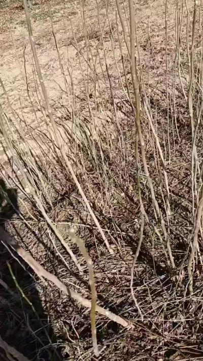 出售臭椿苗，巨峰葡萄苗。药用连翘苗，科研五号优质种苗，2/5年苗，药用连翘树，挂果树，全国包邮到家！财富密码18534302961