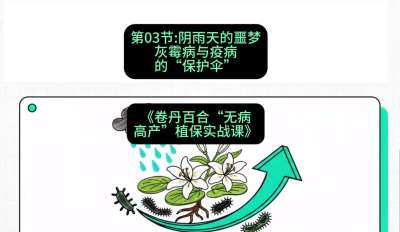 第03节：阴雨天的噩梦&mdash;&mdash;灰霉病与疫病的&ldquo;保护伞&rdquo;，课程：《卷丹百合&ldquo;无病高产&rdquo;植保实战课》#识农AI