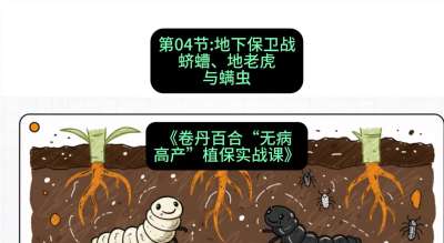 第04节：地下保卫战&mdash;&mdash;蛴螬、地老虎与螨虫 ，课程：《卷丹百合&ldquo;无病高产&rdquo;植保实战课》#识农AI