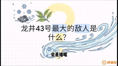 第04节：龙井双璧&mdash;&mdash;龙井43与群体种的差异化护养（重点），课程：《茗茶卫士&mdash;&mdash;茶叶病虫害绿色防控实战课》#识农AI