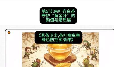 第05节：朱叶齐白茶&mdash;&mdash;守护&ldquo;黄金叶&rdquo;的颜值与蜡质层（重点），课程：《茗茶卫士&mdash;&mdash;茶叶病虫害绿色防控实战课》#识农AI
