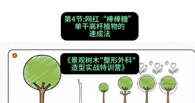 第04节：网红&ldquo;棒棒糖&rdquo;&mdash;&mdash;单干高杆植物的速成法，课程：《景观树木&ldquo;整形外科&rdquo;造型实战特训营》#识农AI
