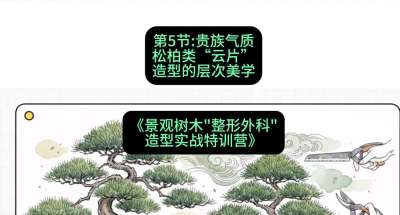 第05节：贵族气质&mdash;&mdash;松柏类&ldquo;云片&rdquo;造型的层次美学，课程：《景观树木&ldquo;整形外科&rdquo;造型实战特训营》#识农AI