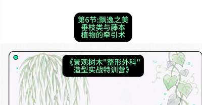 第06节：飘逸之美&mdash;&mdash;垂枝类与藤本植物的牵引术，课程：《景观树木&ldquo;整形外科&rdquo;造型实战特训营》#识农AI