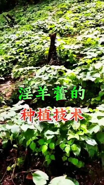 揭秘&ldquo;仙草&rdquo;淫羊藿的种植密码！耐严寒耐贫瘠，林下套种不占耕地，管理简单还能套种其他作物，一亩地的投入两亩地的收益～ 想返乡创业的赶紧码住！ #淫羊藿种植技术 #返乡创业项目 #药材种植指南 #农业新风