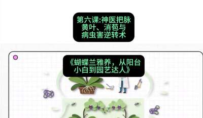 第六节：神医把脉：黄叶、消苞与病虫害逆转术，课程：《蝴蝶兰雅养六讲：从阳台小白到园艺达人》#识农AI