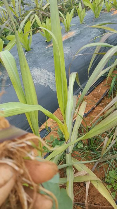 黑甘蔗种植下去，三个月。第一次追肥，