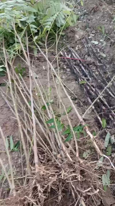 出售臭椿苗，巨峰葡萄苗。药用连翘苗，科研五号优质种苗，2/5年苗，药用连翘树，挂果树，全国包邮到家！财富密码18534302961