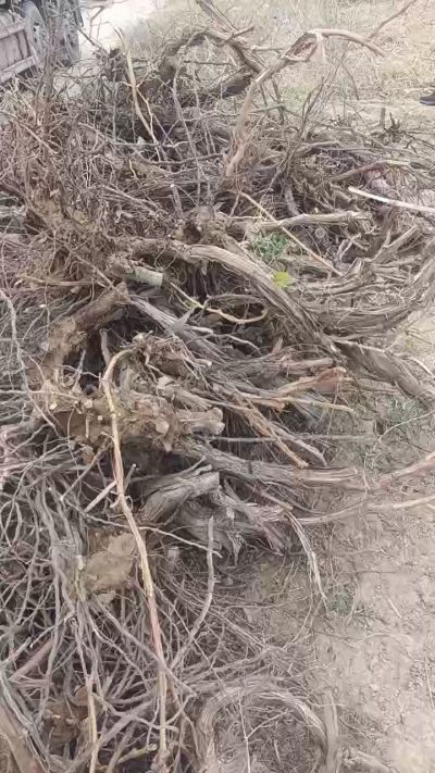 巨峰葡萄树，地径3/6公分，需要联系