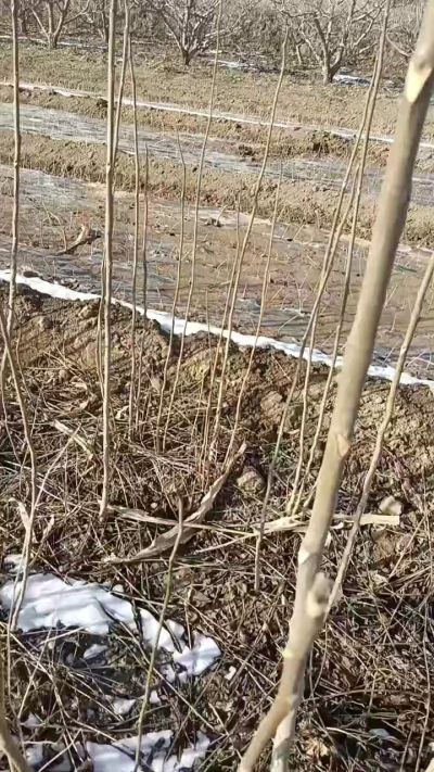 出售臭椿苗，巨峰葡萄苗。药用连翘苗，科研五号优质种苗，2/5年苗，药用连翘树，挂果树，全国包邮到家！财富密码18534302961