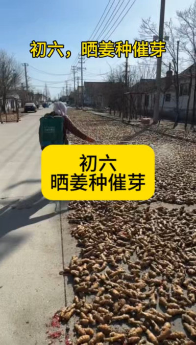 大年初六，晒姜种催芽