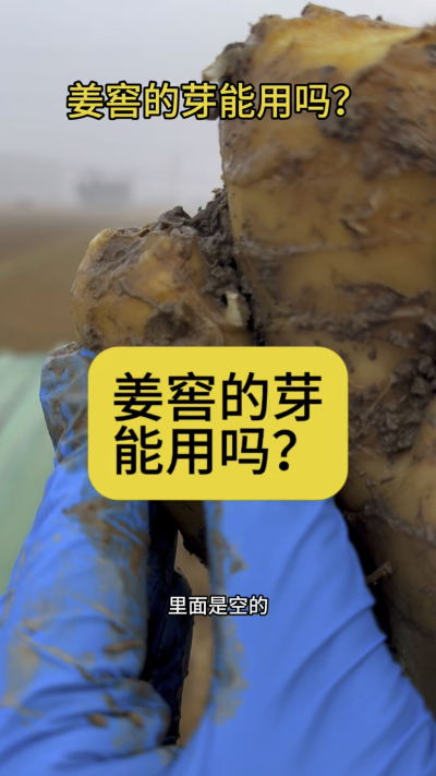 姜窖的芽能用吗？
