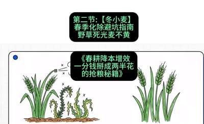 第二节：【冬小麦】春季化除避坑指南，野草死光麦不黄