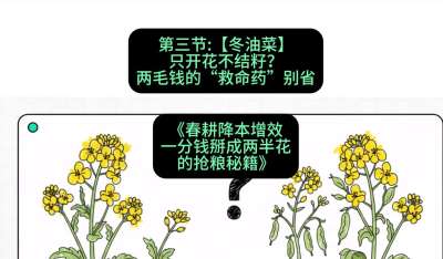 第三节：【冬油菜】只开花不结籽？两毛钱的&ldquo;救命药&rdquo;别省