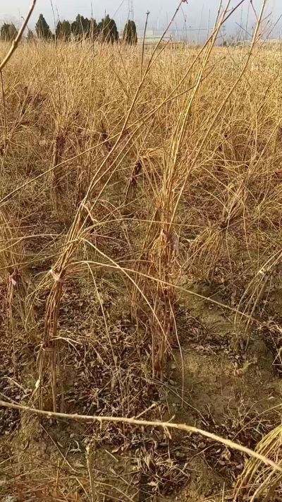 出售药用连翘苗，科研五号优质种苗，2/5年苗，药用连翘树，挂果树，全国包邮到家！财富密码18534302961出售药用连翘苗，科研五号优质种苗，2/5年苗，药用连翘树，挂果树，全国包邮到家！财富密码1