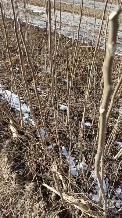 出售臭椿苗，巨峰葡萄苗。药用连翘苗，科研五号优质种苗，2/5年苗，药用连翘树，挂果树，全国包邮到家！财富密码18534302961