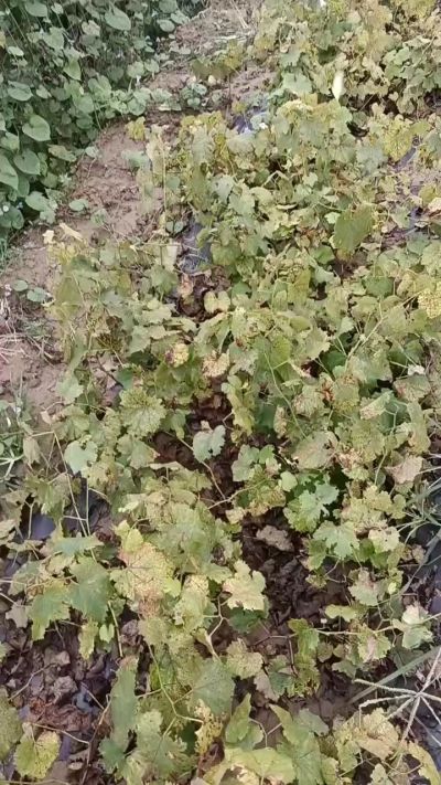 出售巨峰葡萄苗。药用连翘苗，科研五号优质种苗，2/5年苗，药用连翘树，挂果树，全国包邮到家！财富密码18534302961