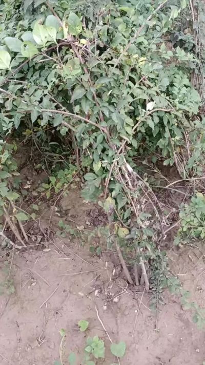 出售药用连翘苗，科研五号优质种苗，2/5年苗，药用连翘树，挂果树，全国包邮到家！财富密码18534302961