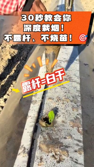 这个栽法太关键了！深栽是烤烟成活的根本，亲测有效！