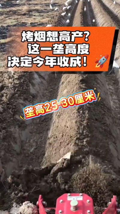 想让烤烟高产，就得从细节抓起。分享一点实打实的干货，只为帮大家少走弯路，种出好烟叶！🌱👍