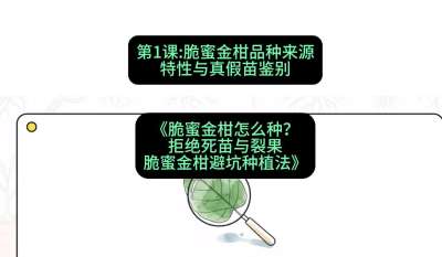 第1节：脆蜜金柑品种来源、特性与真假苗鉴别，课程：《脆蜜金柑怎么种？拒绝死苗与裂果，脆蜜金柑8步避坑种植法》#识农AI