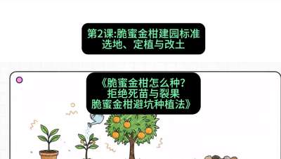 第2节：脆蜜金柑建园标准：选地、定植与改土，课程：《脆蜜金柑怎么种？拒绝死苗与裂果，脆蜜金柑8步避坑种植法》#识农AI