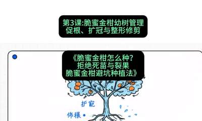 第3节：脆蜜金柑幼树管理：促根、扩冠与整形修剪，课程：《脆蜜金柑怎么种？拒绝死苗与裂果，脆蜜金柑8步避坑种植法》#识农AI