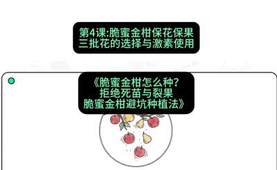 第4节：脆蜜金柑保花保果：三批花的选择与激素使用，课程：《脆蜜金柑怎么种？拒绝死苗与裂果，脆蜜金柑8步避坑种植法》#识农AI