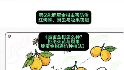 第6节：脆蜜金柑虫害防治：红蜘蛛、蚜虫与吸果夜蛾，课程：《脆蜜金柑怎么种？拒绝死苗与裂果，脆蜜金柑8步避坑种植法》#识农AI