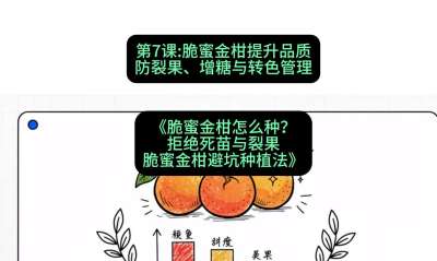 第7节：脆蜜金柑提升品质：防裂果、增糖与转色管理，课程：《脆蜜金柑怎么种？拒绝死苗与裂果，脆蜜金柑8步避坑种植法》#识农AI