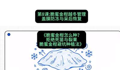 第8节：脆蜜金柑越冬管理：盖膜防冻与采后恢复，课程：《脆蜜金柑怎么种？拒绝死苗与裂果，脆蜜金柑8步避坑种植法》#识农AI