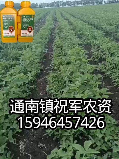 大豆苗前封闭，可封红根苋菜，灰菜，兰花菜，野豆子，捞豆秧等恶性杂草，封杀兼备的高端产品。