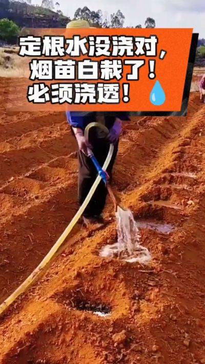烤烟移栽定根水这么浇，烟苗稳活不僵苗！水里加点它，缓苗快、长势壮，种烟新手必看！