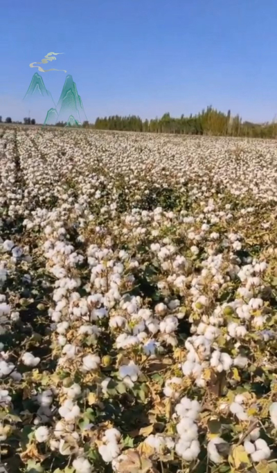 澳棉王霸棉，一定要种哦