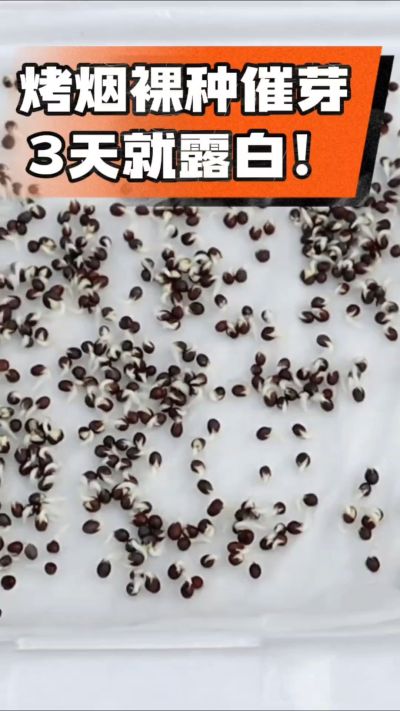 烤烟裸种催芽小技巧，清水浸泡、保温保湿，3天就能露白，出苗快又齐！烟农朋友收藏备用～