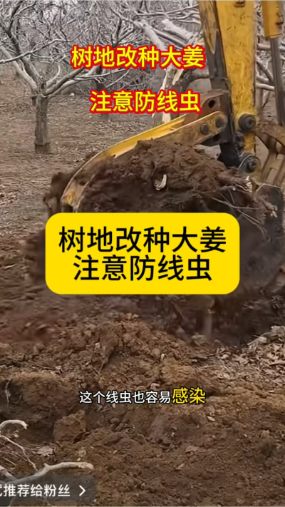 树地改种大姜，注意防线虫！