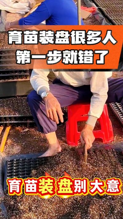烤烟育苗基质装盘，一步做对，出苗整齐又壮苗！装盘技巧记牢，少走弯路，育苗更省心