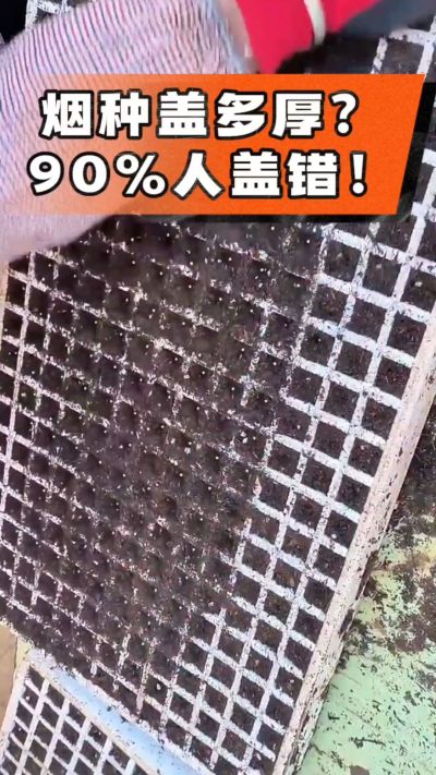 烟种盖多厚？90%烟农都盖错！薄盖才出苗齐、不闷种，烤烟育苗关键一步，照着做就对了