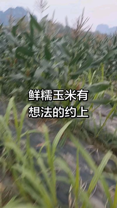 农户种植的白糯玉米大量上市，助农帮农在行动